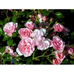 'Bonica 82' Rosa X 'Bonica 82' A-Kvalitet,- Barrods Roser Min. 3 Grene -Plantetorvet fi3984 rosa bonica 82 98dc