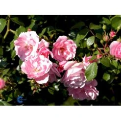'Bonica 82' Rosa X 'Bonica 82' A-Kvalitet,- Barrods Roser Min. 3 Grene -Plantetorvet fi3984 rosa bonica 82 a0bd