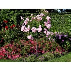 'Bonica 82' Rosa X 'Bonica 82' A-Kvalitet,- Barrods Roser Min. 3 Grene -Plantetorvet fi3984 rosa bonica 82 be59