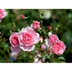'Bonica 82' Rosa X 'Bonica 82' A-Kvalitet,- Barrods Roser Min. 3 Grene -Plantetorvet fi3984 rosa bonica 82 efdf
