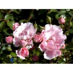 'Bonica 82' Rosa X 'Bonica 82' A-Kvalitet,- Barrods Roser Min. 3 Grene -Plantetorvet fi3984 rosa bonica 82 f91a