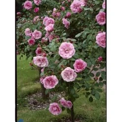 'Bonica 82' Rosa X 'Bonica 82' A-Kvalitet,- Barrods Roser Min. 3 Grene -Plantetorvet fi3984 rosa bonica 82 fed1