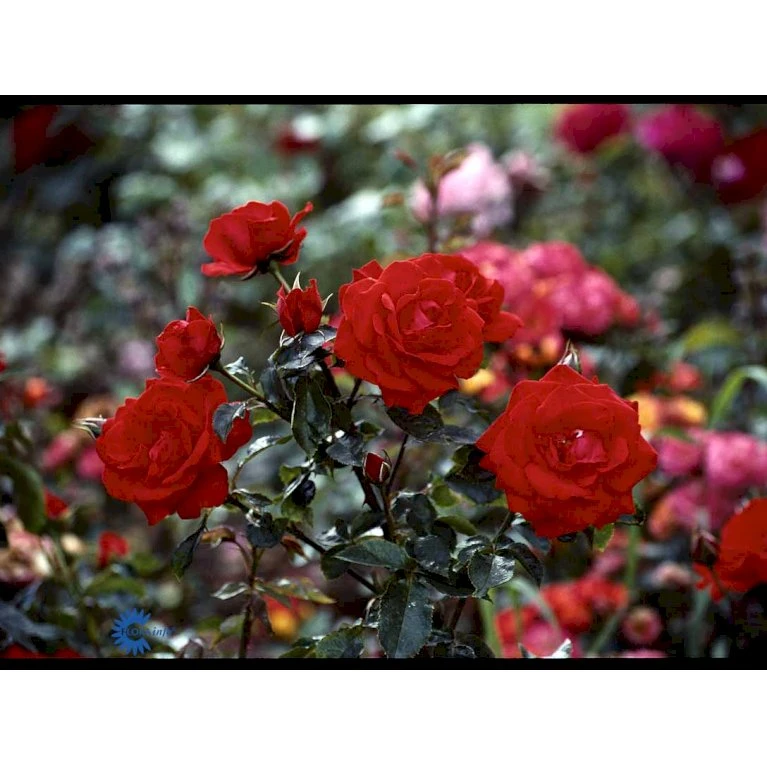 'Brillant'® Rosa X 'Brillant'® (Slyngrose) A-Kvalitet,- barrods roser min. 3 grene 'Brillant'® Rosa X 'Brillant'® (Slyngrose) A-Kvalitet,- Barrods Roser Min. 3 Grene -Plantetorvet fi4003 rosa brillant 24b2