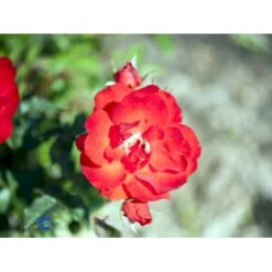 'Brillant'® Rosa X 'Brillant'® (Slyngrose) A-Kvalitet,- Barrods Roser Min. 3 Grene 6 'Brillant'® Rosa X 'Brillant'® (Slyngrose) A-Kvalitet,- Barrods Roser Min. 3 Grene -Plantetorvet fi4003 rosa brillant 2b7e