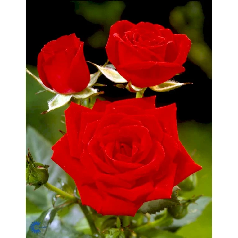 'Brilliant Cover'® Rosa X 'Brilliant Cover'® (Bunddækkerose) A-Kvalitet,- barrods roser min. 3 grene 'Brilliant Cover'® Rosa X 'Brilliant Cover'® (Bunddækkerose) A-Kvalitet,- Barrods Roser Min. 3 Grene -Plantetorvet fi4004 rosa brilliant cover poulterp n 4495