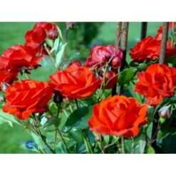 'Brilliant Cover'® Rosa X 'Brilliant Cover'® (Bunddækkerose) A-Kvalitet,- Barrods Roser Min. 3 Grene 6 'Brilliant Cover'® Rosa X 'Brilliant Cover'® (Bunddækkerose) A-Kvalitet,- Barrods Roser Min. 3 Grene -Plantetorvet fi4004 rosa brilliant cover poulterp n cd9e