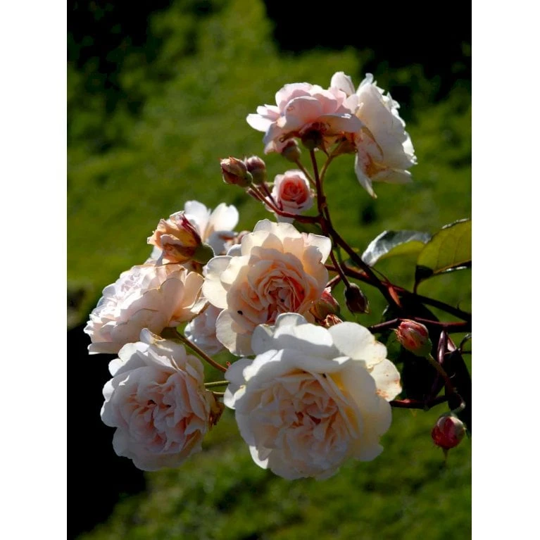 'Buff Beauty' Rosa Moschata 'Buff Beauty' (Moskusrose) A-Kvalitet,- barrods roser min. 3 grene 'Buff Beauty' Rosa Moschata 'Buff Beauty' (Moskusrose) A-Kvalitet,- Barrods Roser Min. 3 Grene -Plantetorvet fi4008 rosa buff beauty 2986