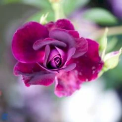 'Burgundy Ice' Rosa X 'Burgundy Ice' (Buketrose) A-Kvalitet,- Barrods Roser Min. 3 Grene 8 'Burgundy Ice' Rosa X 'Burgundy Ice' (Buketrose) A-Kvalitet,- Barrods Roser Min. 3 Grene -Plantetorvet fi4014 rosa burgundy ice 0feb