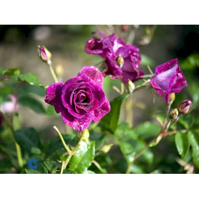'Burgundy Ice' Rosa X 'Burgundy Ice' (Buketrose) A-Kvalitet,- barrods roser min. 3 grene 'Burgundy Ice' Rosa X 'Burgundy Ice' (Buketrose) A-Kvalitet,- Barrods Roser Min. 3 Grene -Plantetorvet fi4014 rosa burgundy ice 8b69