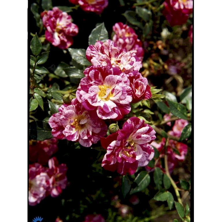 'Candy Cover'® Rosa X 'Candy Cover'® (Bunddækkerose) A-Kvalitet,- barrods roser min. 3 grene 'Candy Cover'® Rosa X 'Candy Cover'® (Bunddækkerose) A-Kvalitet,- Barrods Roser Min. 3 Grene -Plantetorvet fi4024 rosa candy cover poulbico n 307d