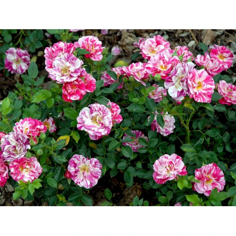 'Candy Cover'® Rosa X 'Candy Cover'® (Bunddækkerose) A-Kvalitet,- barrods roser min. 3 grene 'Candy Cover'® Rosa X 'Candy Cover'® (Bunddækkerose) A-Kvalitet,- Barrods Roser Min. 3 Grene -Plantetorvet fi4024 rosa candy cover poulbico n 4498