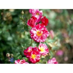 'Candy Cover'® Rosa X 'Candy Cover'® (Bunddækkerose) A-Kvalitet,- Barrods Roser Min. 3 Grene 9 'Candy Cover'® Rosa X 'Candy Cover'® (Bunddækkerose) A-Kvalitet,- Barrods Roser Min. 3 Grene -Plantetorvet fi4024 rosa candy cover poulbico n b59b