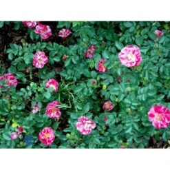 'Candy Cover'® Rosa X 'Candy Cover'® (Bunddækkerose) A-Kvalitet,- Barrods Roser Min. 3 Grene 10 'Candy Cover'® Rosa X 'Candy Cover'® (Bunddækkerose) A-Kvalitet,- Barrods Roser Min. 3 Grene -Plantetorvet fi4024 rosa candy cover poulbico n f3d8