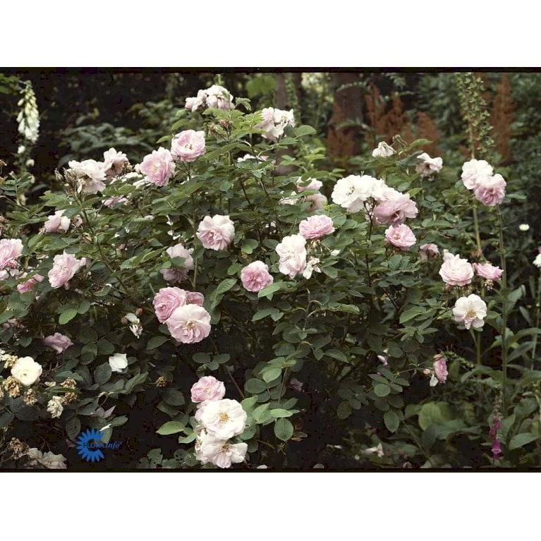 'Celestial' Rosa Alba 'Celestial' (Albarose) A-Kvalitet,- barrods roser min. 3 grene 'Celestial' Rosa Alba 'Celestial' (Albarose) A-Kvalitet,- Barrods Roser Min. 3 Grene -Plantetorvet fi4048 rosa celestial 2944