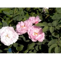 'Celestial' Rosa Alba 'Celestial' (Albarose) A-Kvalitet,- Barrods Roser Min. 3 Grene 5 'Celestial' Rosa Alba 'Celestial' (Albarose) A-Kvalitet,- Barrods Roser Min. 3 Grene -Plantetorvet fi4048 rosa celestial 6561