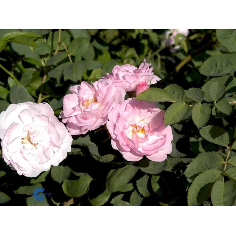 'Celestial' Rosa Alba 'Celestial' (Albarose) A-Kvalitet,- barrods roser min. 3 grene 'Celestial' Rosa Alba 'Celestial' (Albarose) A-Kvalitet,- Barrods Roser Min. 3 Grene -Plantetorvet fi4048 rosa celestial 6561