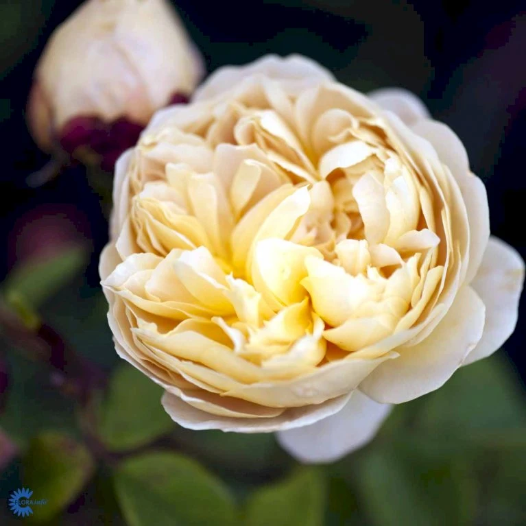 'Charles Darwin'™ Rosa X 'Charles Darwin'™ (Engelsk Rose) A-Kvalitet,- barrods roser min. 3 grene 'Charles Darwin'™ Rosa X 'Charles Darwin'™ (Engelsk Rose) A-Kvalitet,- Barrods Roser Min. 3 Grene -Plantetorvet fi4062 rosa charles darwin auspeet 59e2
