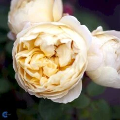 'Charles Darwin'™ Rosa X 'Charles Darwin'™ (Engelsk Rose) A-Kvalitet,- Barrods Roser Min. 3 Grene 10 'Charles Darwin'™ Rosa X 'Charles Darwin'™ (Engelsk Rose) A-Kvalitet,- Barrods Roser Min. 3 Grene -Plantetorvet fi4062 rosa charles darwin auspeet e25f