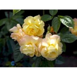 'Chinatown'™ Rosa X 'Chinatown'™ (Buketrose) A-Kvalitet,- Barrods Roser Min. 3 Grene 7 'Chinatown'™ Rosa X 'Chinatown'™ (Buketrose) A-Kvalitet,- Barrods Roser Min. 3 Grene -Plantetorvet fi4074 rosa chinatown a10b