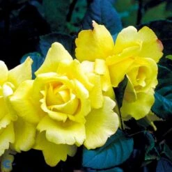 'Chinatown'™ Rosa X 'Chinatown'™ (Buketrose) A-Kvalitet,- Barrods Roser Min. 3 Grene 6 'Chinatown'™ Rosa X 'Chinatown'™ (Buketrose) A-Kvalitet,- Barrods Roser Min. 3 Grene -Plantetorvet fi4074 rosa chinatown ca43