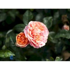 'Chippendale'® Rosa X 'Chippendale'® (Storblomstrende) A-Kvalitet,- Barrods Roser Min. 3 Grene 7 'Chippendale'® Rosa X 'Chippendale'® (Storblomstrende) A-Kvalitet,- Barrods Roser Min. 3 Grene -Plantetorvet fi4075 rosa chippendale a167