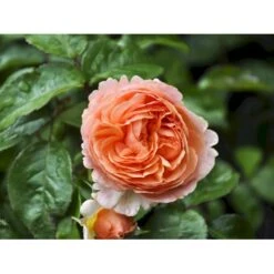 'Chippendale'® Rosa X 'Chippendale'® (Storblomstrende) A-Kvalitet,- Barrods Roser Min. 3 Grene 6 'Chippendale'® Rosa X 'Chippendale'® (Storblomstrende) A-Kvalitet,- Barrods Roser Min. 3 Grene -Plantetorvet fi4075 rosa chippendale da08