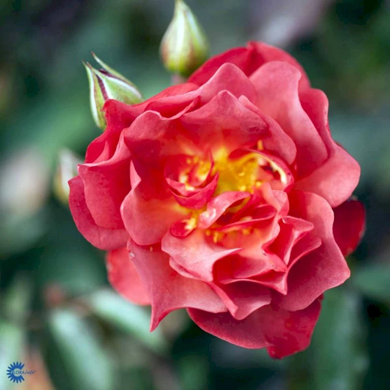 'Cinco De Mayo' Rosa X 'Cinco De Mayo' (Buketrose) A-Kvalitet,- barrods roser min. 3 grene 'Cinco De Mayo' Rosa X 'Cinco De Mayo' (Buketrose) A-Kvalitet,- Barrods Roser Min. 3 Grene -Plantetorvet fi4082 rosa cinco de mayo r wekcobeju 18a5