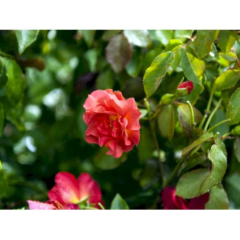 'Cinco De Mayo' Rosa X 'Cinco De Mayo' (Buketrose) A-Kvalitet,- barrods roser min. 3 grene 'Cinco De Mayo' Rosa X 'Cinco De Mayo' (Buketrose) A-Kvalitet,- Barrods Roser Min. 3 Grene -Plantetorvet fi4082 rosa cinco de mayo r wekcobeju 8498