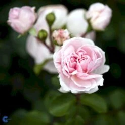 'Cinderella'® Rosa X 'Cinderella'® (Buketrose) A-Kvalitet,- Barrods Roser Min. 3 Grene 8 'Cinderella'® Rosa X 'Cinderella'® (Buketrose) A-Kvalitet,- Barrods Roser Min. 3 Grene -Plantetorvet fi4083 rosa cinderella 1191