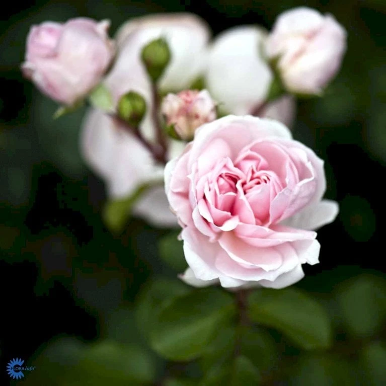 'Cinderella'® Rosa X 'Cinderella'® (Buketrose) A-Kvalitet,- barrods roser min. 3 grene 'Cinderella'® Rosa X 'Cinderella'® (Buketrose) A-Kvalitet,- Barrods Roser Min. 3 Grene -Plantetorvet fi4083 rosa cinderella 1191