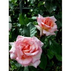 'Compassion' Rosa X 'Compassion' (Slyngrose) A-Kvalitet,- Barrods Roser Min. 3 Grene 4 'Compassion' Rosa X 'Compassion' (Slyngrose) A-Kvalitet,- Barrods Roser Min. 3 Grene -Plantetorvet fi4104 rosa compassion ec8a
