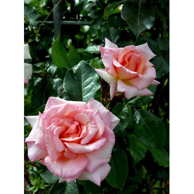 'Compassion' Rosa X 'Compassion' (Slyngrose) A-Kvalitet,- barrods roser min. 3 grene 'Compassion' Rosa X 'Compassion' (Slyngrose) A-Kvalitet,- Barrods Roser Min. 3 Grene -Plantetorvet fi4104 rosa compassion ec8a