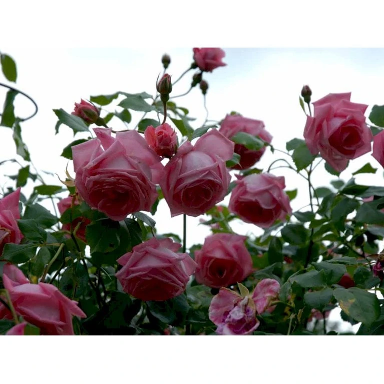 'Coral Dawn' Rosa X 'Coral Dawn' (Slyngrose) A-Kvalitet,- barrods roser min. 3 grene 'Coral Dawn' Rosa X 'Coral Dawn' (Slyngrose) A-Kvalitet,- Barrods Roser Min. 3 Grene -Plantetorvet fi4115 rosa coral dawn e22f