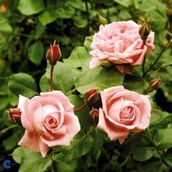 'Coral Dawn' Rosa X 'Coral Dawn' (Slyngrose) A-Kvalitet,- Barrods Roser Min. 3 Grene 8 'Coral Dawn' Rosa X 'Coral Dawn' (Slyngrose) A-Kvalitet,- Barrods Roser Min. 3 Grene -Plantetorvet fi4115 rosa coral dawn f83e