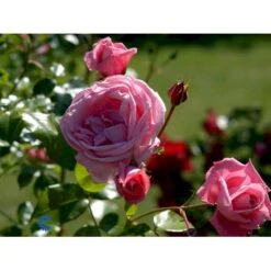 'Coral Dawn' Rosa X 'Coral Dawn' (Slyngrose) A-Kvalitet,- Barrods Roser Min. 3 Grene 7 'Coral Dawn' Rosa X 'Coral Dawn' (Slyngrose) A-Kvalitet,- Barrods Roser Min. 3 Grene -Plantetorvet fi4115 rosa coral dawn fbd1