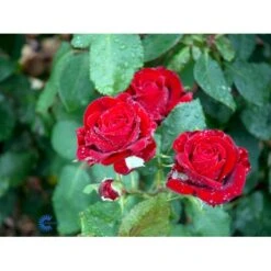 'Courage'™ Rosa X 'Courage'™ (Storblomstrende) A-Kvalitet,- Barrods Roser Min. 3 Grene 12 'Courage'™ Rosa X 'Courage'™ (Storblomstrende) A-Kvalitet,- Barrods Roser Min. 3 Grene -Plantetorvet fi4125 rosa courage poulduf n b57d