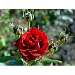 'Courage'™ Rosa X 'Courage'™ (Storblomstrende) A-Kvalitet,- Barrods Roser Min. 3 Grene 10 'Courage'™ Rosa X 'Courage'™ (Storblomstrende) A-Kvalitet,- Barrods Roser Min. 3 Grene -Plantetorvet fi4125 rosa courage poulduf n bbd0