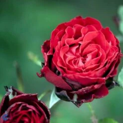 'Courage'™ Rosa X 'Courage'™ (Storblomstrende) A-Kvalitet,- Barrods Roser Min. 3 Grene 9 'Courage'™ Rosa X 'Courage'™ (Storblomstrende) A-Kvalitet,- Barrods Roser Min. 3 Grene -Plantetorvet fi4125 rosa courage poulduf n fae8