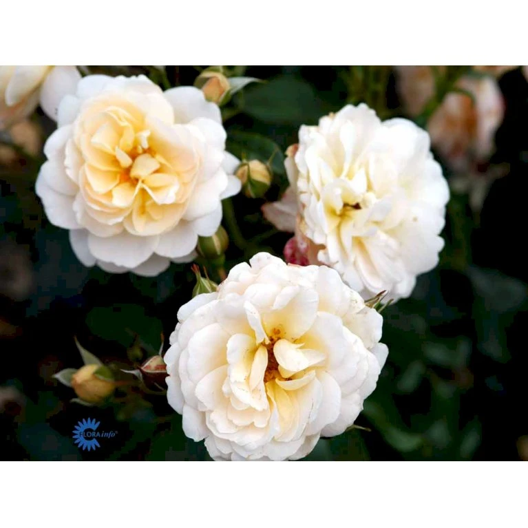 'Crystal™ Palace'® Rosa X 'Crystal™ Palace'® (Palacerose) A-Kvalitet,- barrods roser min. 3 grene 'Crystal™ Palace'® Rosa X 'Crystal™ Palace'® (Palacerose) A-Kvalitet,- Barrods Roser Min. 3 Grene -Plantetorvet fi4136 rosa crystal palace poulrek n 3c2e