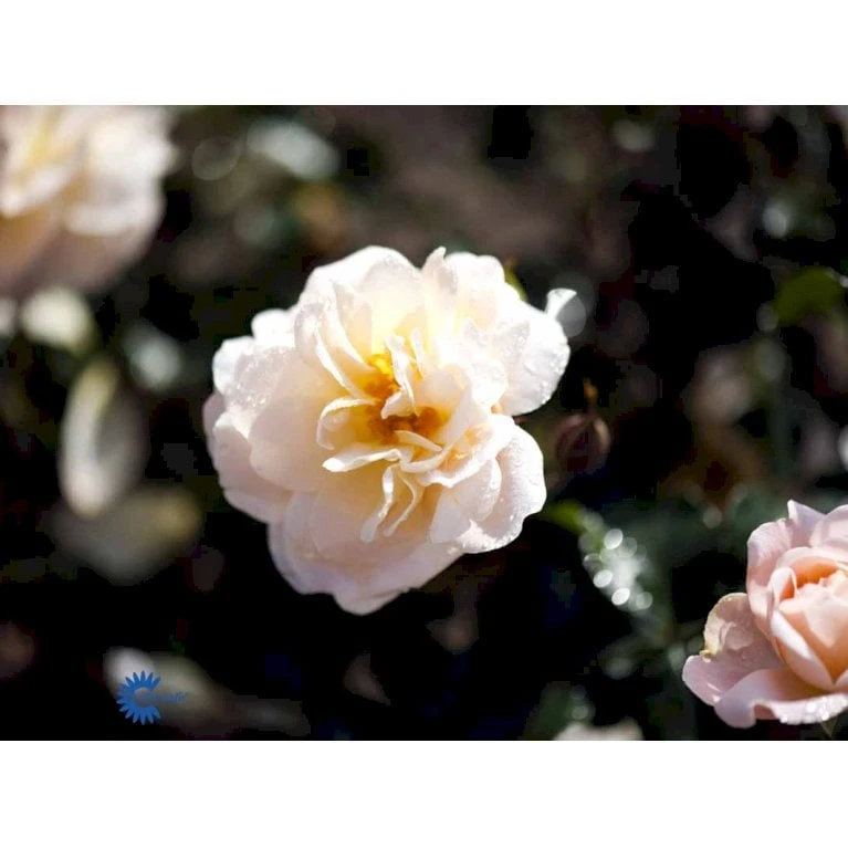 'Crystal™ Palace'® Rosa X 'Crystal™ Palace'® (Palacerose) A-Kvalitet,- barrods roser min. 3 grene 'Crystal™ Palace'® Rosa X 'Crystal™ Palace'® (Palacerose) A-Kvalitet,- Barrods Roser Min. 3 Grene -Plantetorvet fi4136 rosa crystal palace poulrek n 98aa