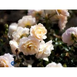 'Crystal™ Palace'® Rosa X 'Crystal™ Palace'® (Palacerose) A-Kvalitet,- Barrods Roser Min. 3 Grene 11 'Crystal™ Palace'® Rosa X 'Crystal™ Palace'® (Palacerose) A-Kvalitet,- Barrods Roser Min. 3 Grene -Plantetorvet fi4136 rosa crystal palace poulrek n b3f4