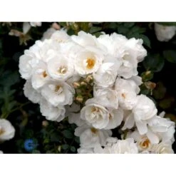 'Diamond Border'® Rosa X 'Diamond Border'® (Bunddækkerose) A-Kvalitet,- Barrods Roser Min. 3 Grene -Plantetorvet fi4154 rosa diamond border pouldiram n 7984