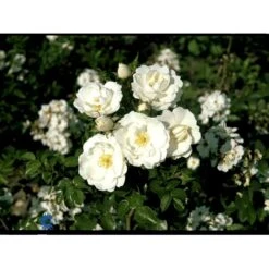 'Diamond Border'® Rosa X 'Diamond Border'® (Bunddækkerose) A-Kvalitet,- Barrods Roser Min. 3 Grene -Plantetorvet fi4154 rosa diamond border pouldiram n a7bc