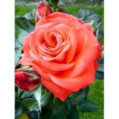 'Dronning Ingrid'™ Rosa X 'Dronning Ingrid'™ (storblomstrende) A-Kvalitet,- Barrods Roser Min. 3 Grene -Plantetorvet fi4173 rosa dronning ingrid poulgrena 3af5