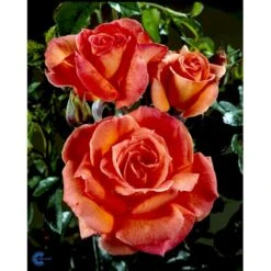 'Dronning Ingrid'™ Rosa X 'Dronning Ingrid'™ (storblomstrende) A-Kvalitet,- Barrods Roser Min. 3 Grene -Plantetorvet fi4173 rosa dronning ingrid poulgrena 8721