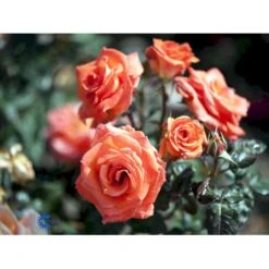 'Dronning Ingrid'™ Rosa X 'Dronning Ingrid'™ (storblomstrende) A-Kvalitet,- Barrods Roser Min. 3 Grene -Plantetorvet fi4173 rosa dronning ingrid poulgrena 88cf