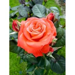 'Dronning Ingrid'™ Rosa X 'Dronning Ingrid'™ (storblomstrende) A-Kvalitet,- Barrods Roser Min. 3 Grene -Plantetorvet fi4173 rosa dronning ingrid poulgrena 8fe5