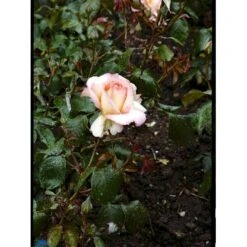 'Dronning Ingrid'™ Rosa X 'Dronning Ingrid'™ (storblomstrende) A-Kvalitet,- Barrods Roser Min. 3 Grene -Plantetorvet fi4173 rosa dronning ingrid poulgrena b7c9
