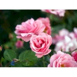 'Egeskov'™ Rosa X 'Egeskov'™ (Slotsrose) A-Kvalitet,- Barrods Roser Min. 3 Grene 12 'Egeskov'™ Rosa X 'Egeskov'™ (Slotsrose) A-Kvalitet,- Barrods Roser Min. 3 Grene -Plantetorvet fi4196 rosa egeskov poulrohill n 260e