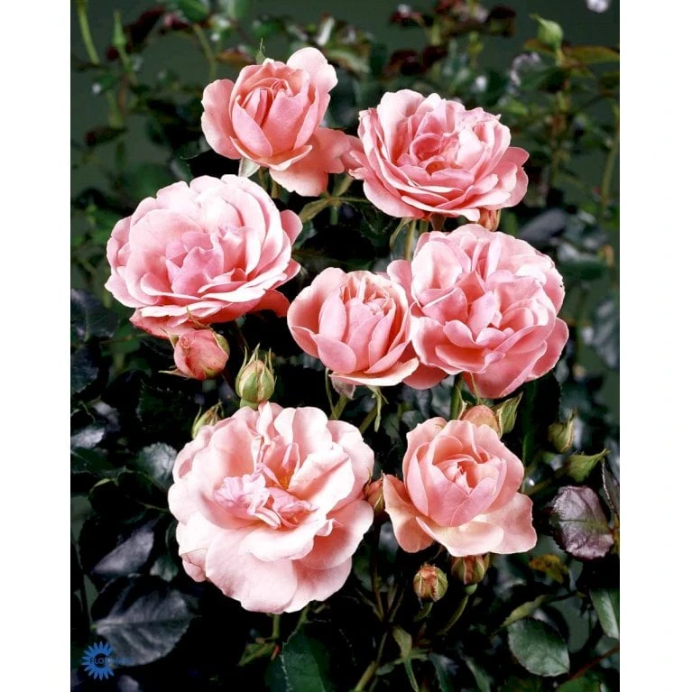 'Egeskov'™ Rosa X 'Egeskov'™ (Slotsrose) A-Kvalitet,- barrods roser min. 3 grene 'Egeskov'™ Rosa X 'Egeskov'™ (Slotsrose) A-Kvalitet,- Barrods Roser Min. 3 Grene -Plantetorvet fi4196 rosa egeskov poulrohill n d1e4